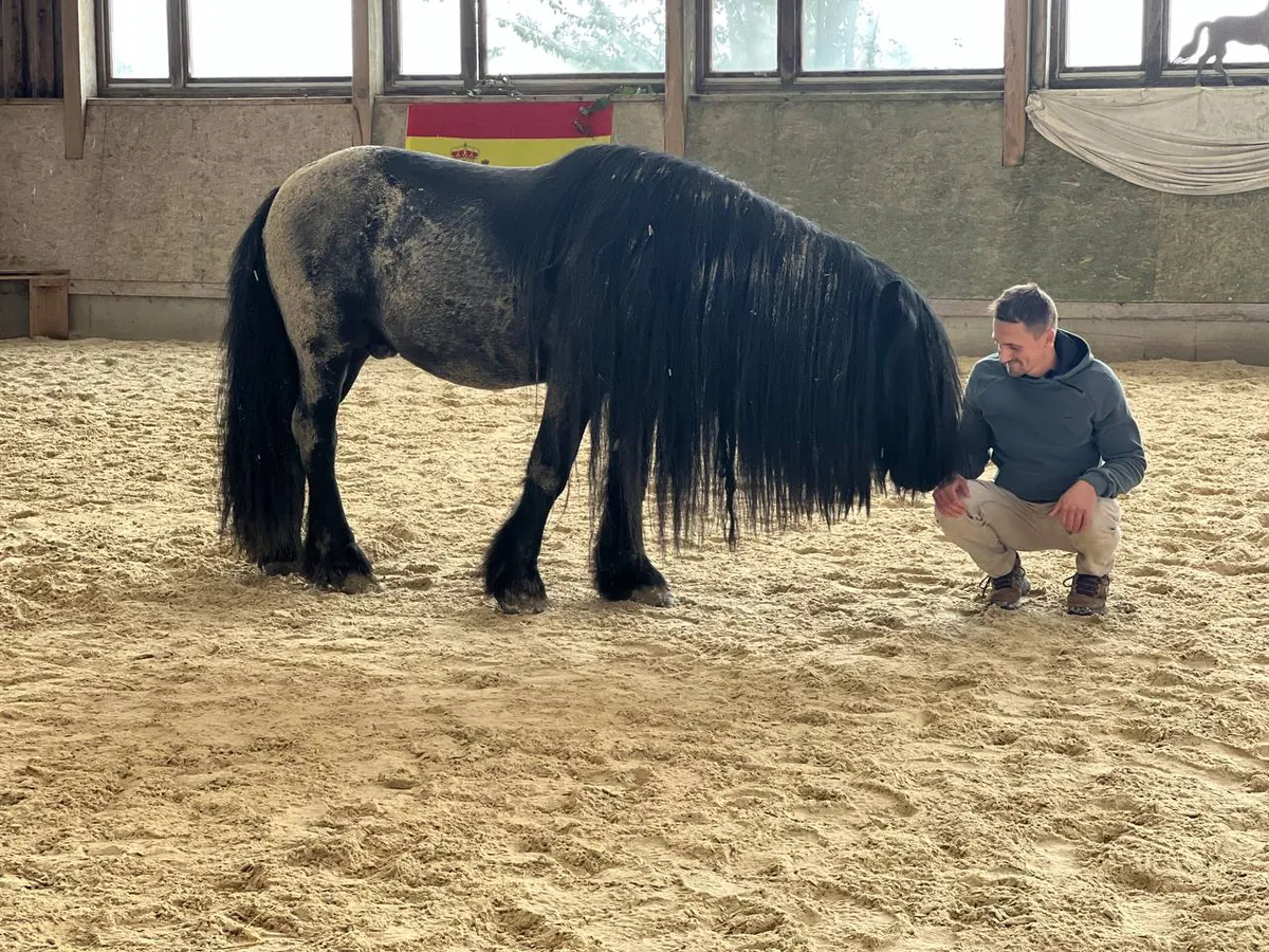 Ein Mann hockt im Sand der Reithalle vor einem schwarzen Pferd