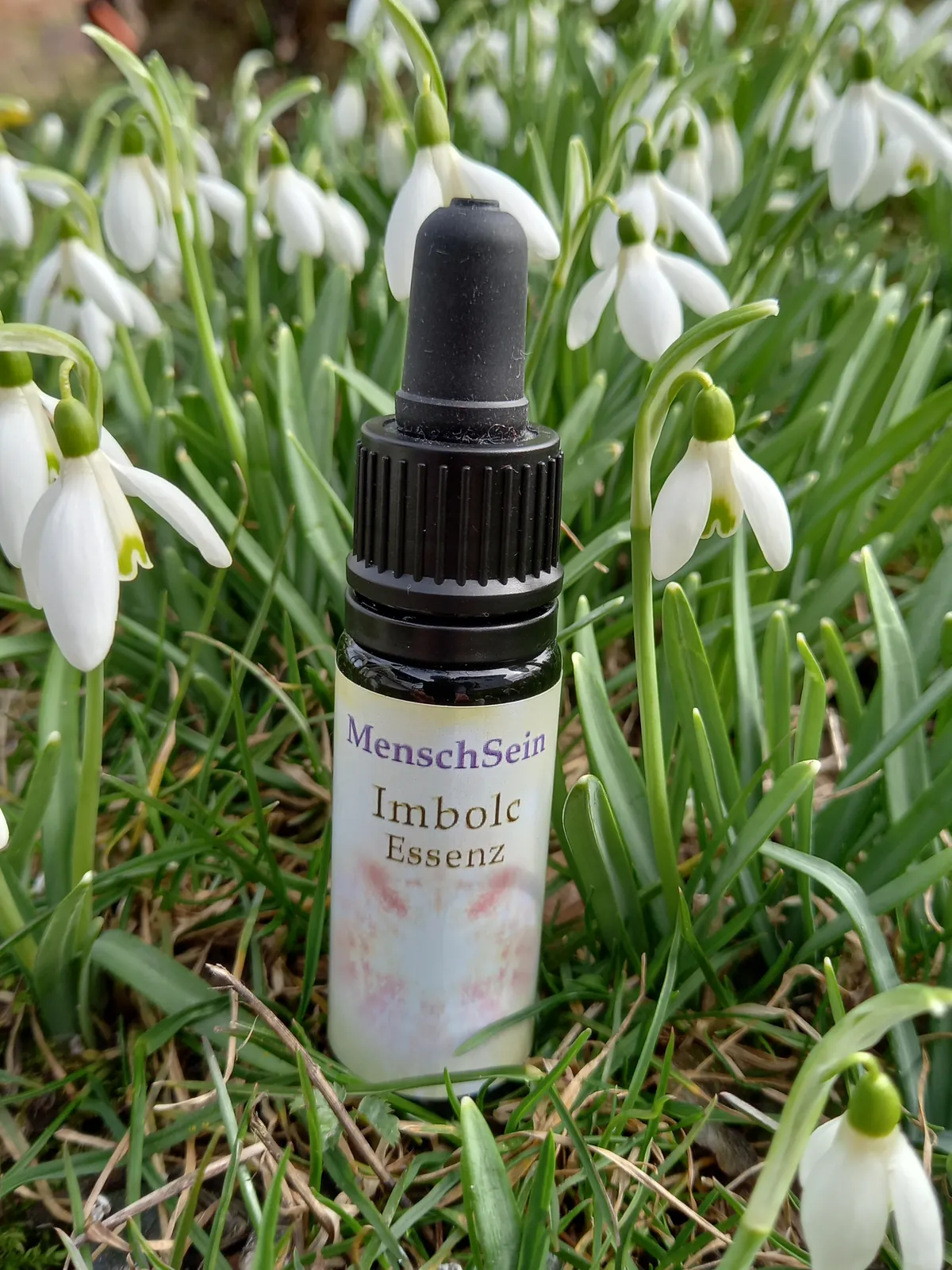 MenschSein Imbolc-Essenz zwischen Schneeglöckchen