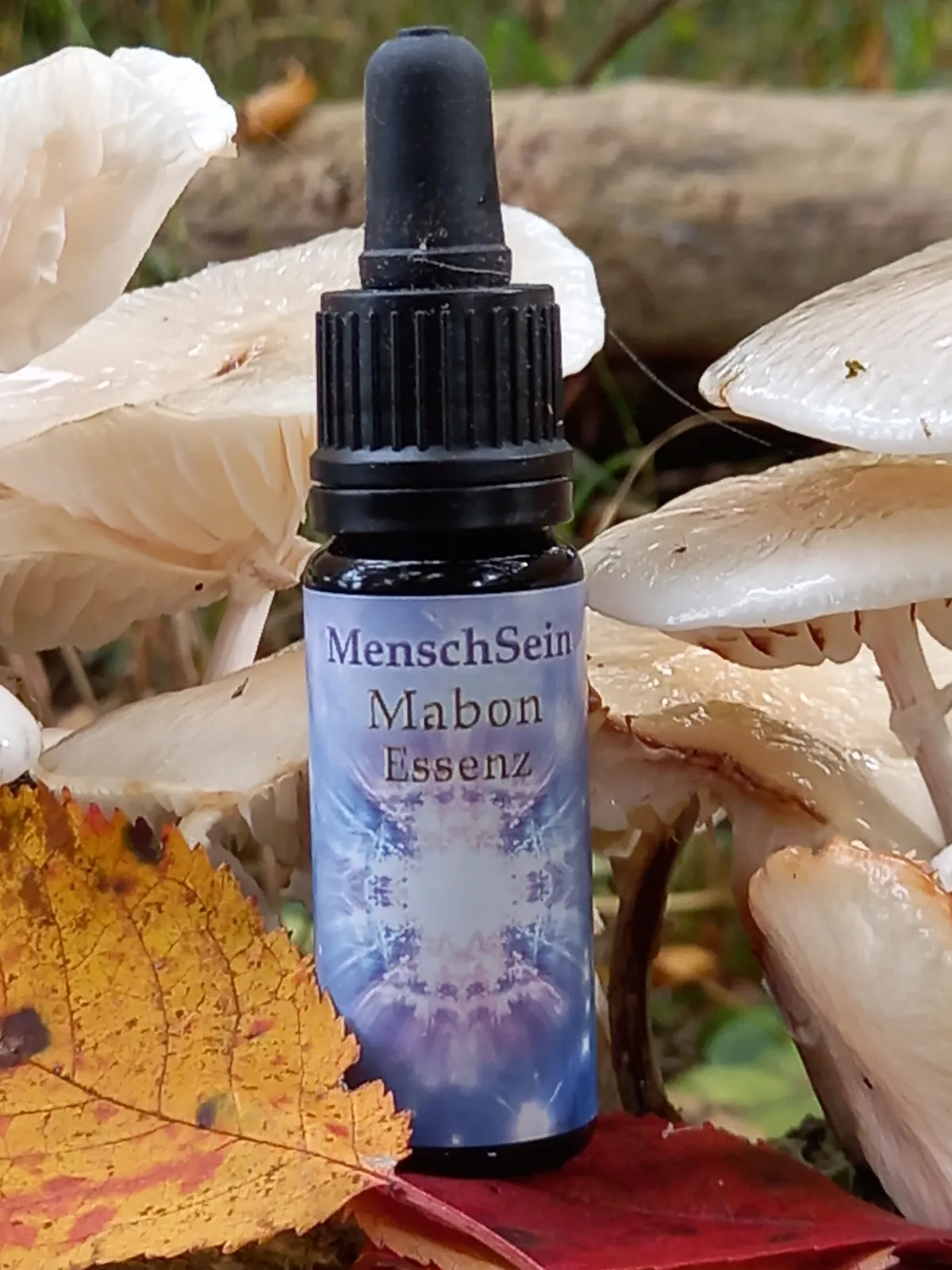 MenschSein Mabon-Essenz zwischen Pilzen und Herbstlaub