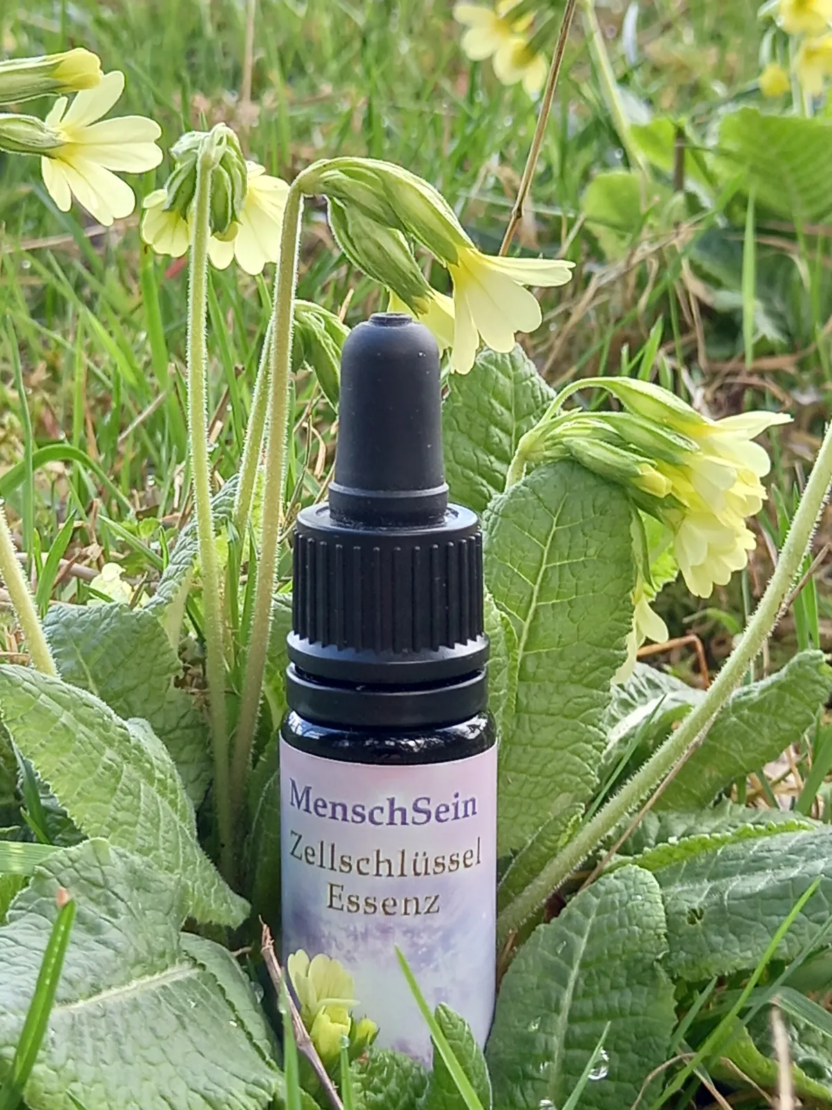 MenschSein Zellschlüssel-Essenz zwischen Schlüsselblumen