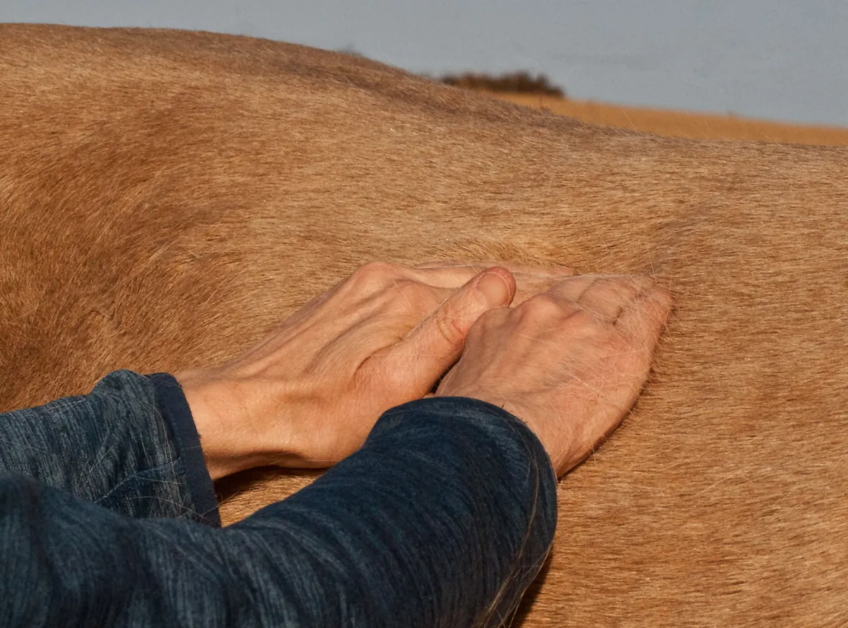 Eine Hand liegt flach auf dem Rücken eines Pferdes
