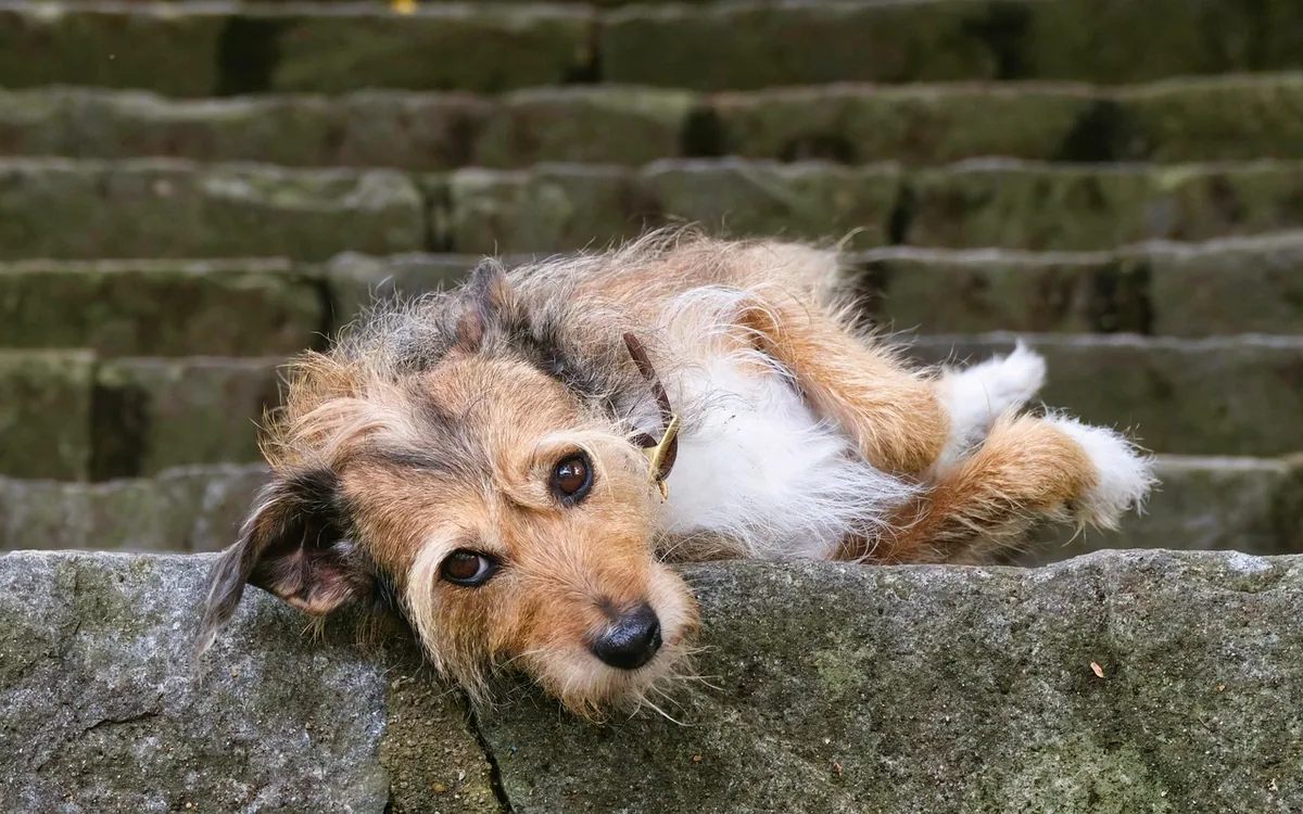 Kleiner Hund liegt entspannt auf einer Steintreppe