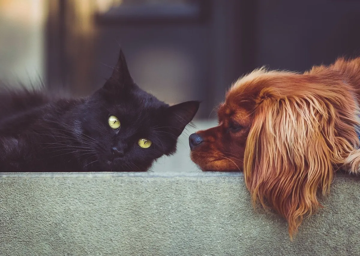 Eine schwarze Katze und ein Hund schauen sich über eine Mauer hinweg an