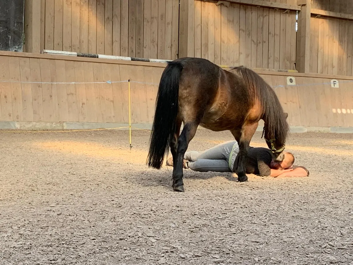Ein Pony steht ruhig über einer Frau, die im Sand der Reithalle liegt